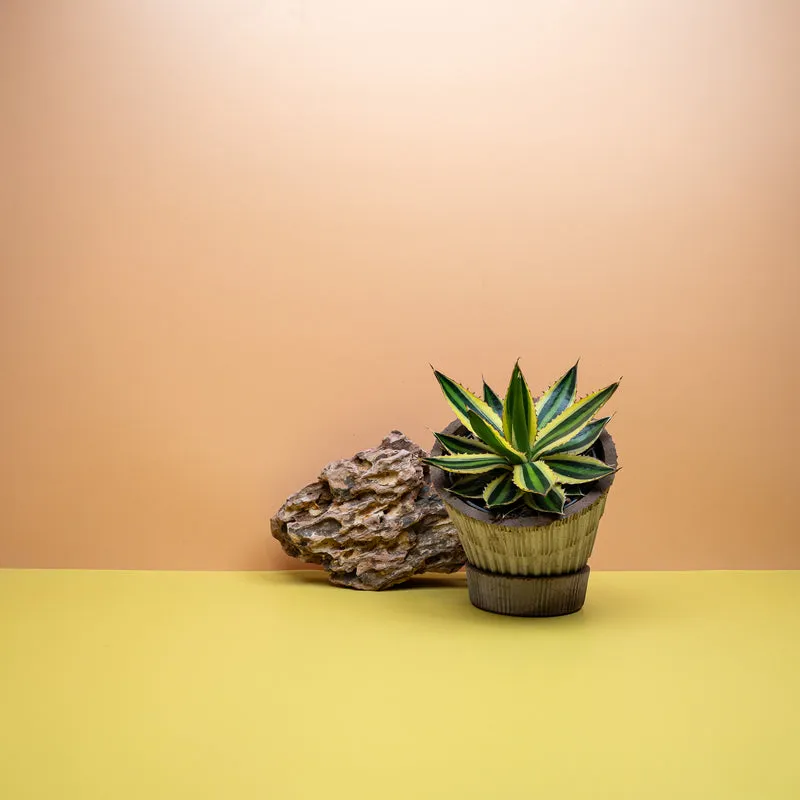AGAVE IOPHANTHA QUADRICOLOR
