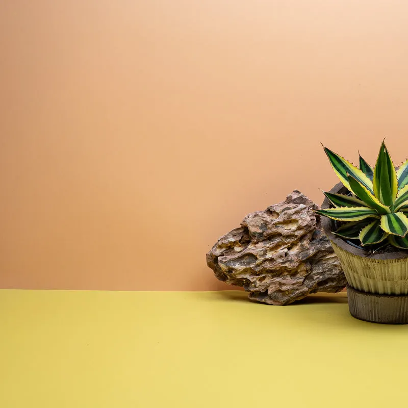 AGAVE IOPHANTHA QUADRICOLOR