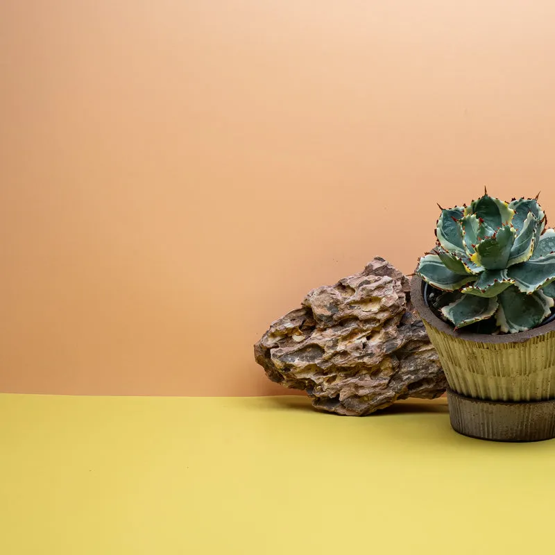 AGAVE POTATORUM VARIEGATA