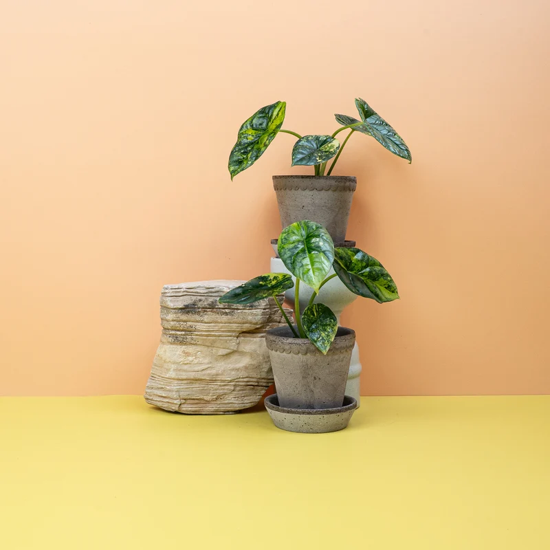 ALOCASIA SINUATA VARIEGATA