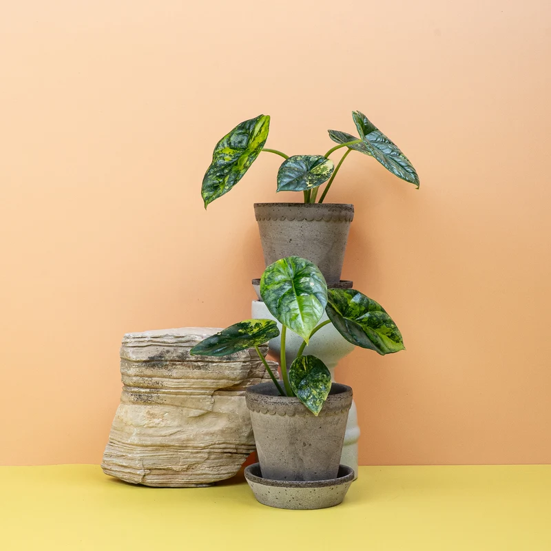 ALOCASIA SINUATA VARIEGATA