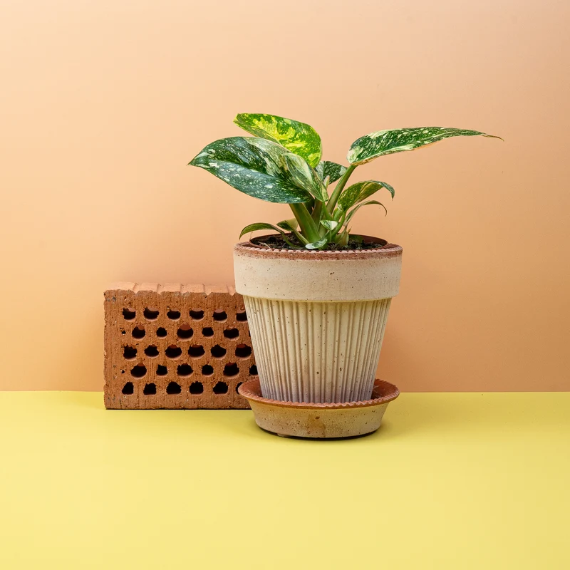 PHILODENDRON ROJO CONGO VARIEGATA
