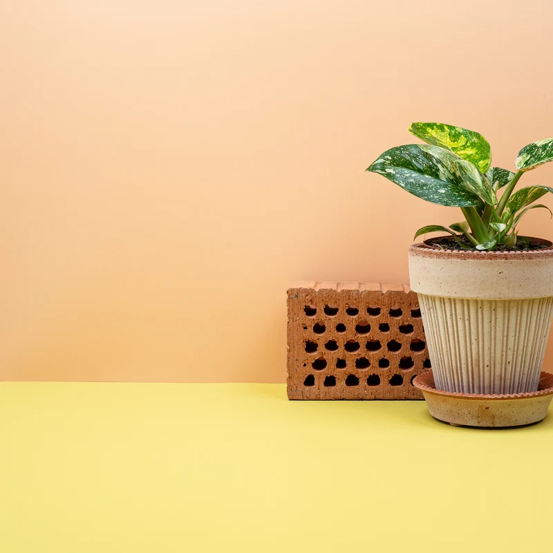 PHILODENDRON ROJO CONGO VARIEGATA