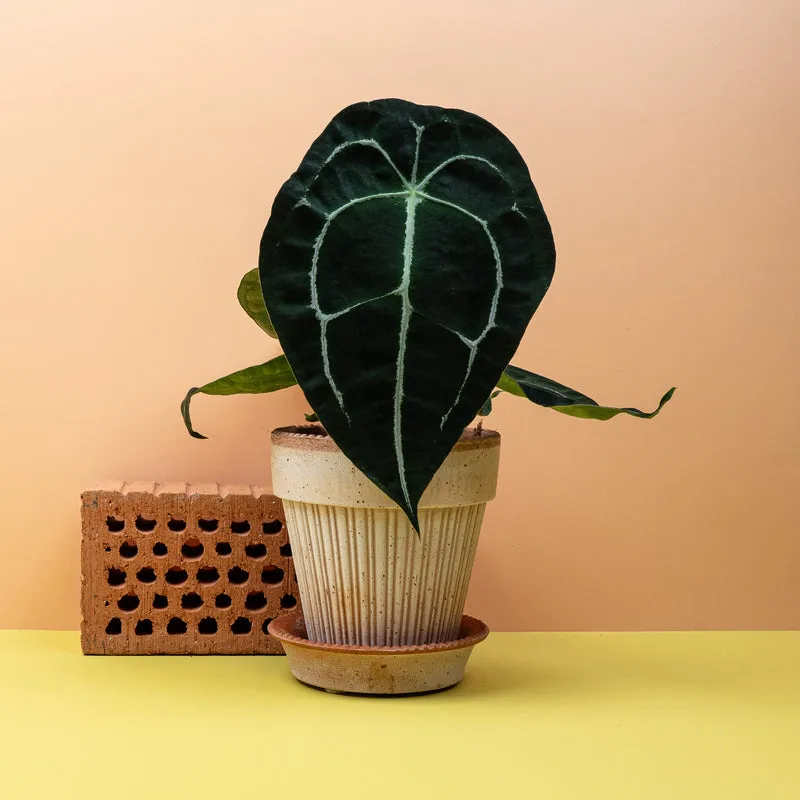 ANTHURIUM FORGETII
