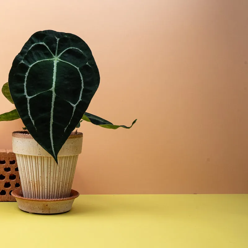 ANTHURIUM FORGETII