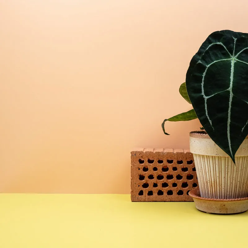 ANTHURIUM FORGETII