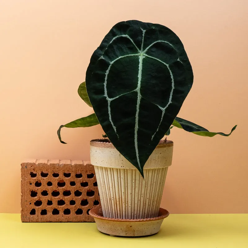 ANTHURIUM FORGETII