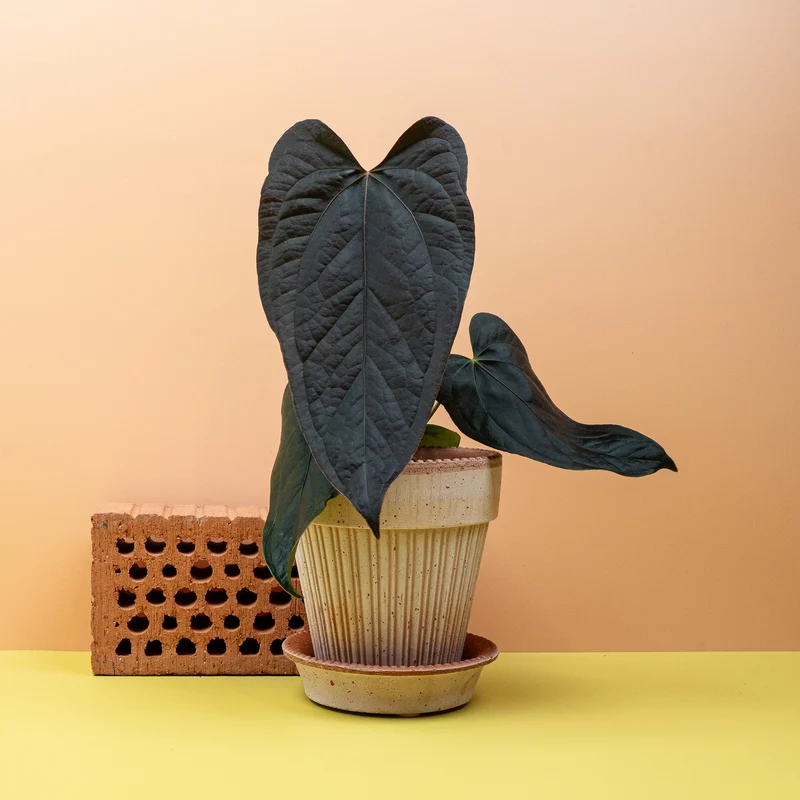 ANTHURIUM QUEEN OF HEARTS