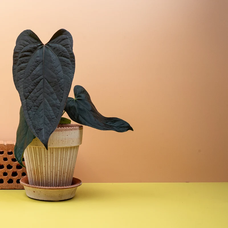 ANTHURIUM QUEEN OF HEARTS