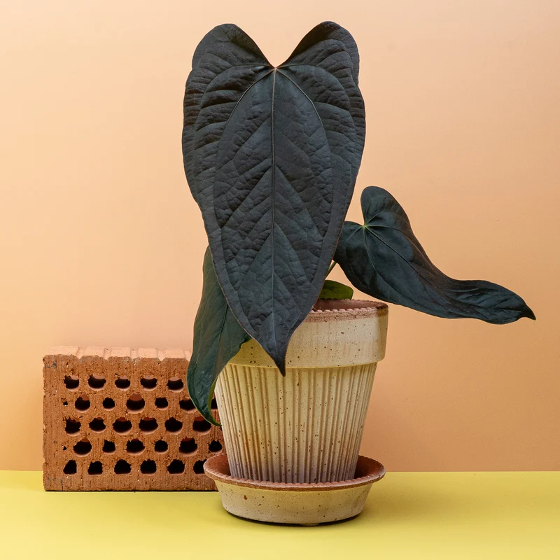 ANTHURIUM QUEEN OF HEARTS