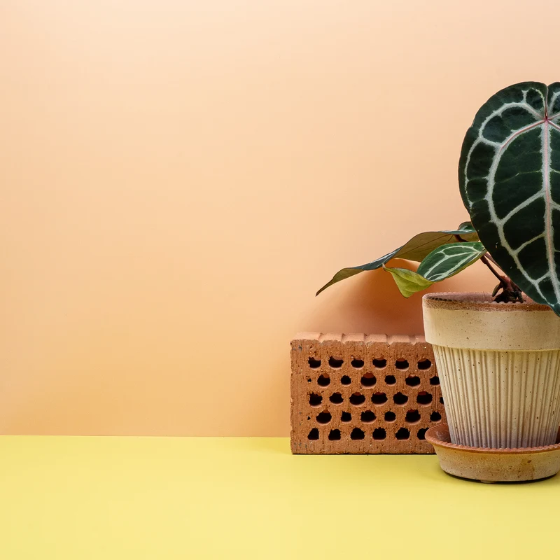 ANTHURIUM PINK BLUSH