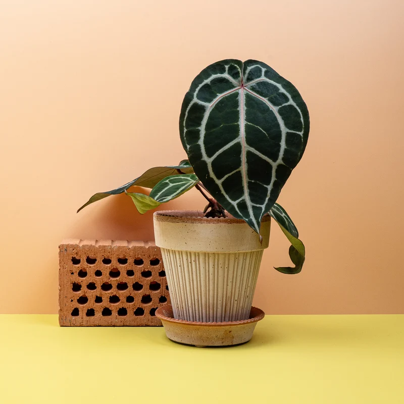 ANTHURIUM PINK BLUSH