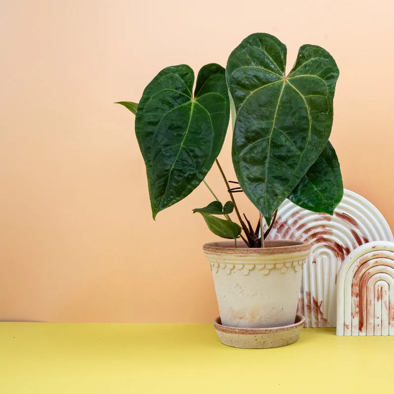 ANTHURIUM DARK PHOENIX