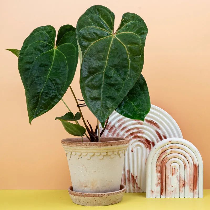 ANTHURIUM DARK PHOENIX