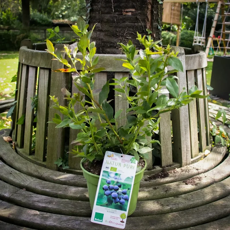 Bio Heidelbeere - Bluecrop – die bewährte Klassikerin unter den Blaubeeren