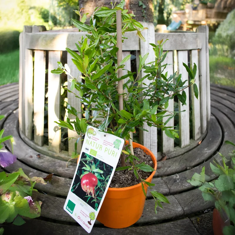 Bio Granatapfel `Acco´