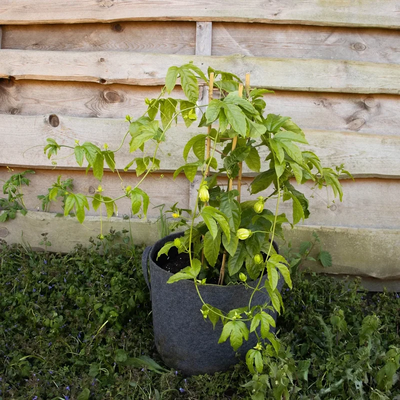 Maracuja Pflanze "Suntropics"