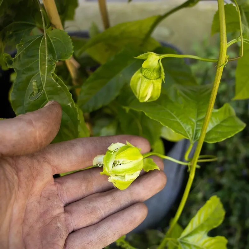 Maracuja Pflanze "Suntropics"