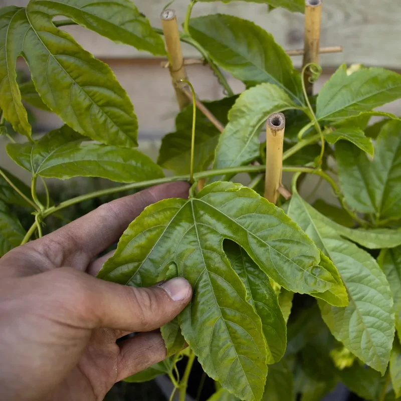 Maracuja Pflanze "Suntropics"