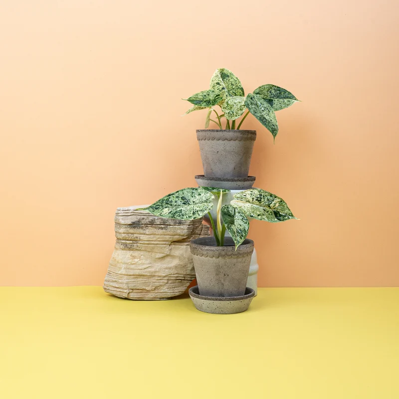 ALOCASIA DRAGON SCALE VARIEGATA MINT