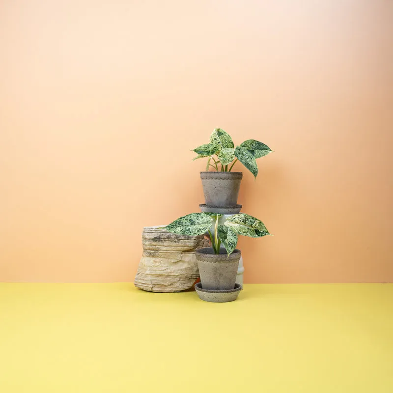 ALOCASIA DRAGON SCALE VARIEGATA MINT