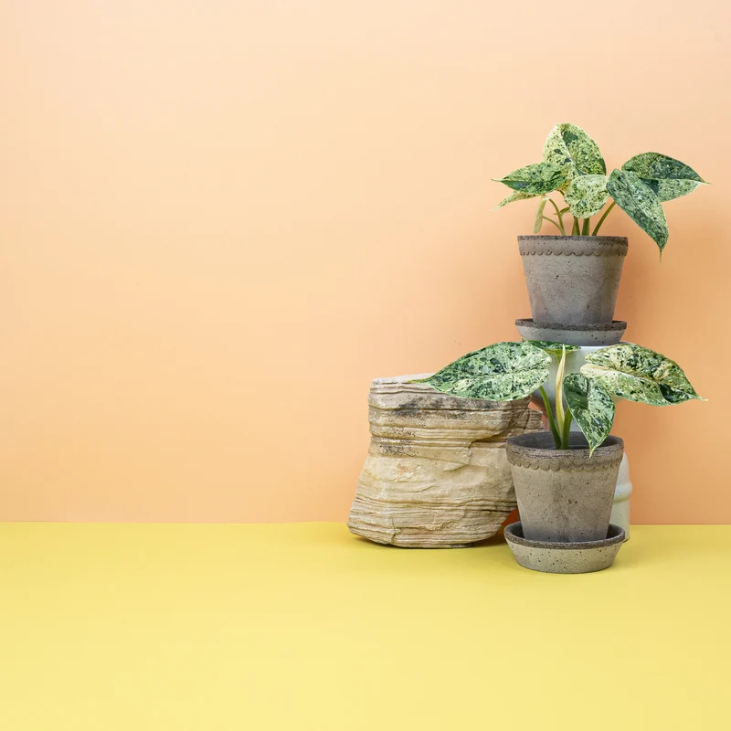 ALOCASIA DRAGON SCALE VARIEGATA MINT