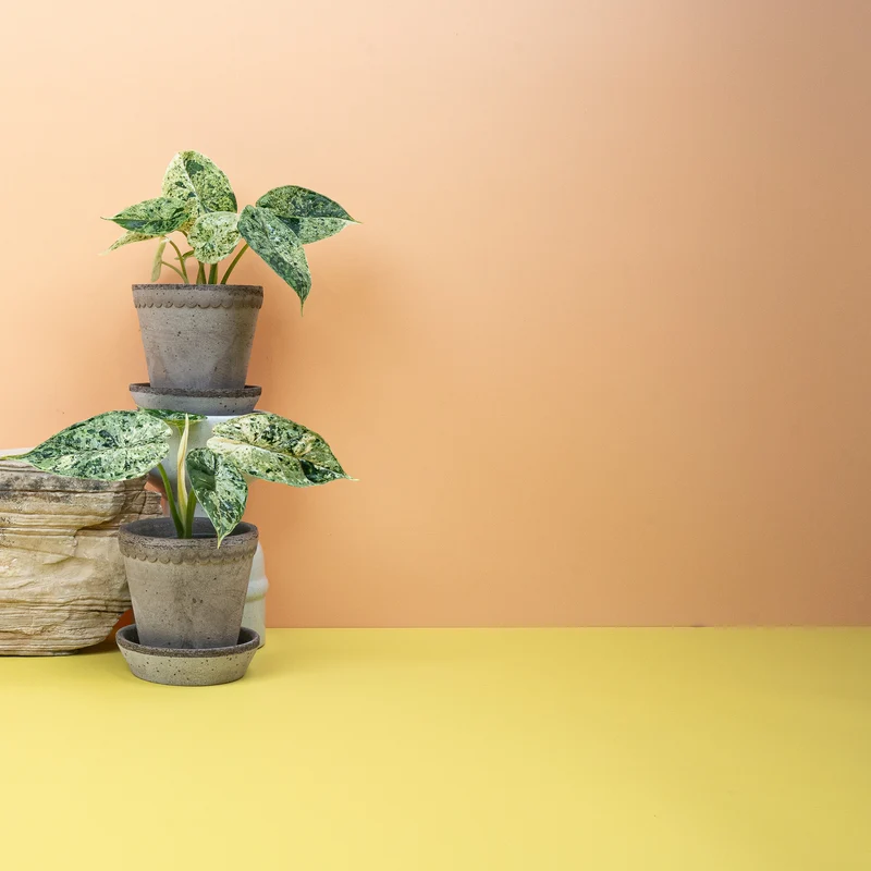 ALOCASIA DRAGON SCALE VARIEGATA MINT