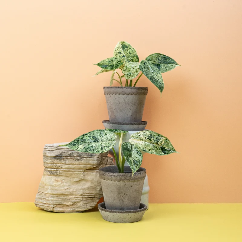 ALOCASIA DRAGON SCALE VARIEGATA MINT