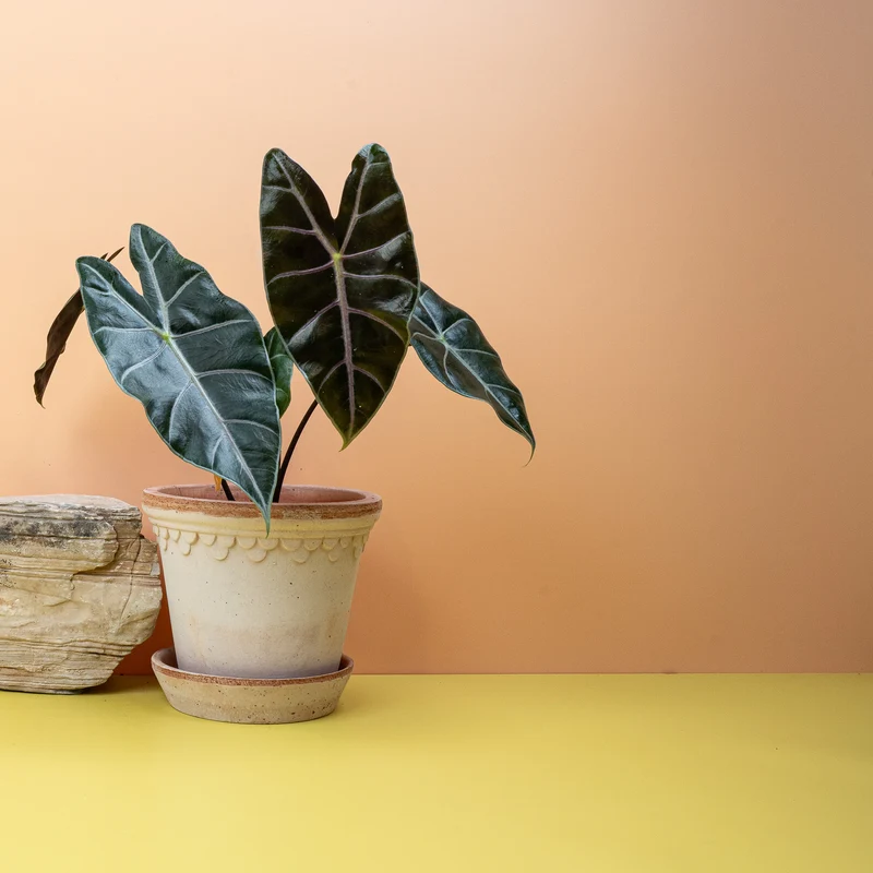 ALOCASIA LONGILOBA PURPLE VEIN