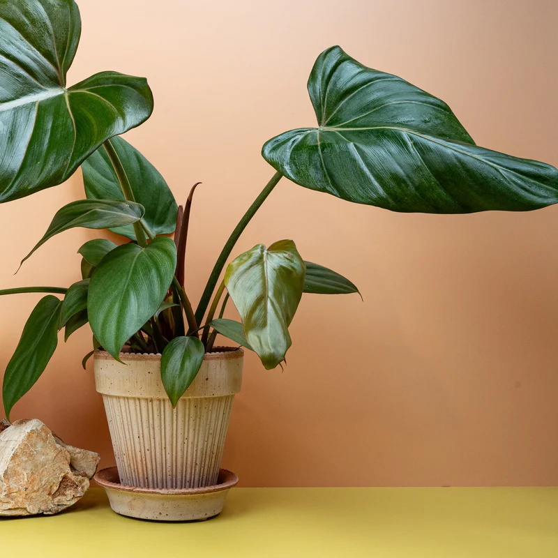 PHILODENDRON SUMMER GLORY