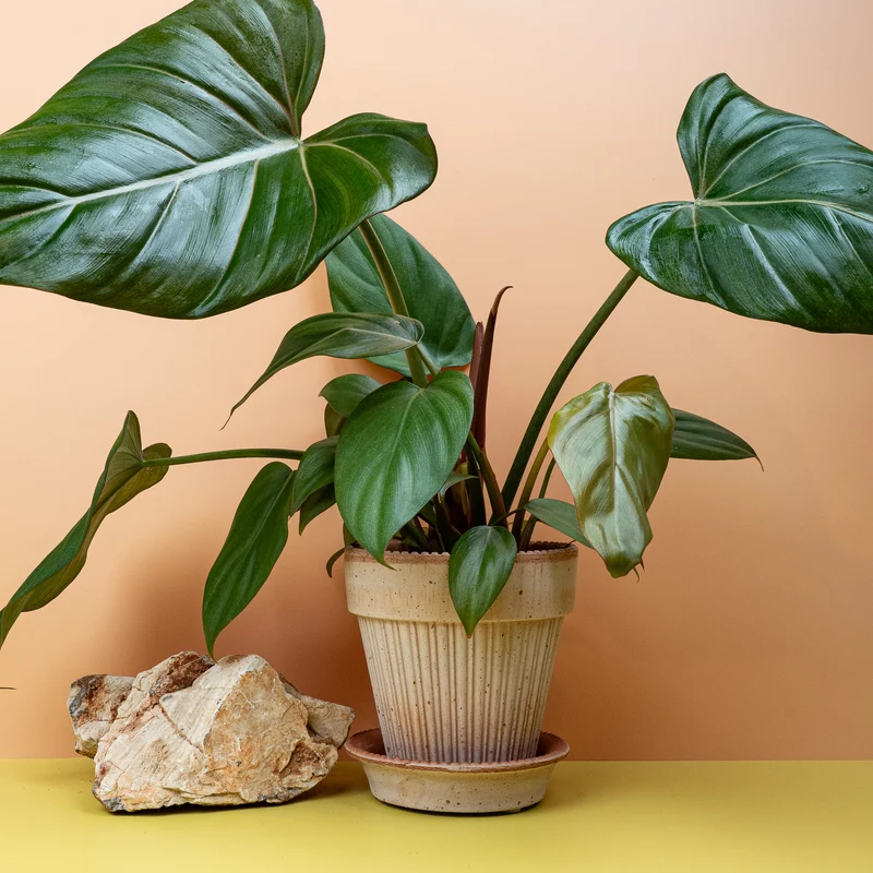 PHILODENDRON SUMMER GLORY