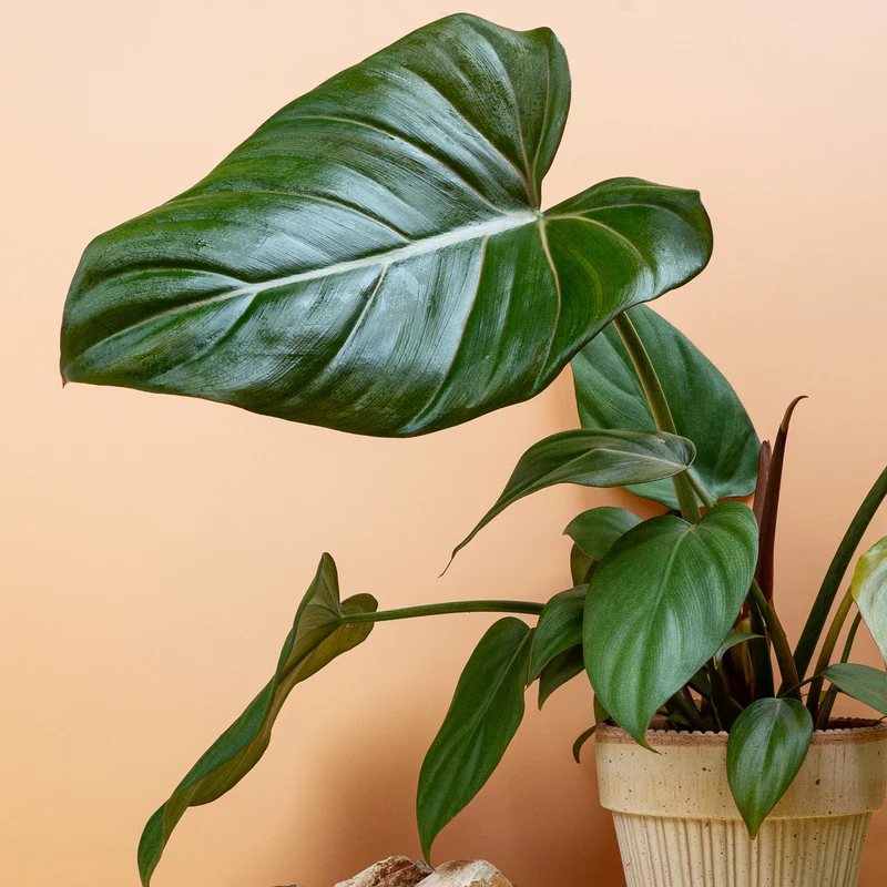 PHILODENDRON SUMMER GLORY
