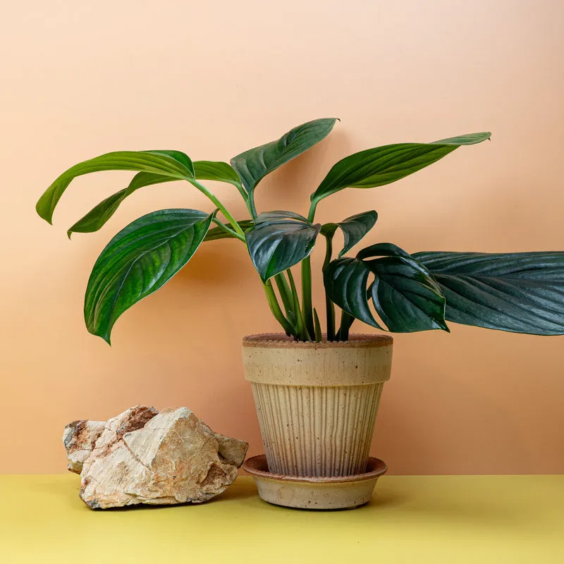 MONSTERA PINNATIPARTITA DARK