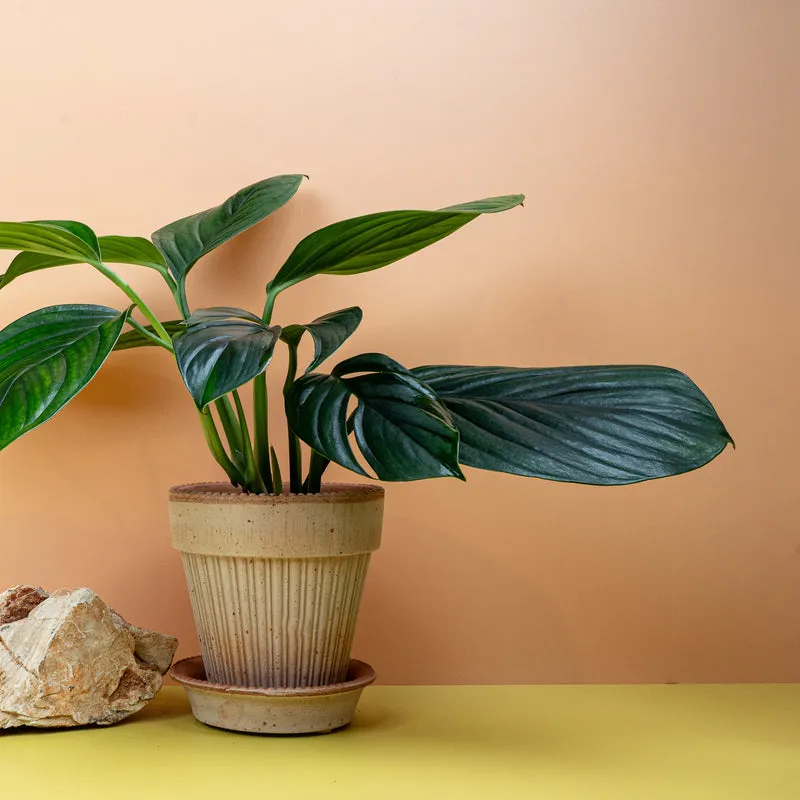 MONSTERA PINNATIPARTITA DARK