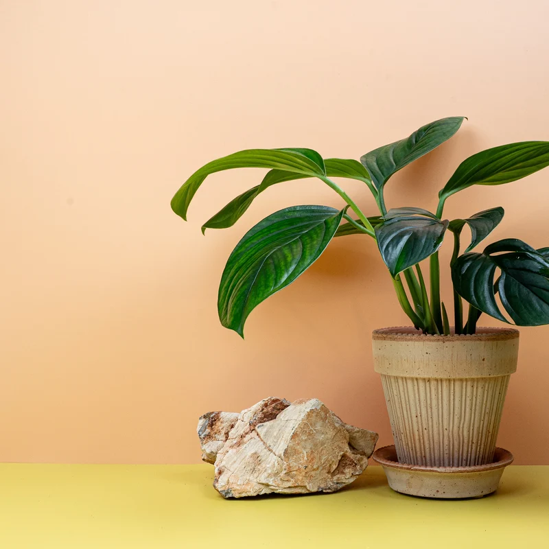 MONSTERA PINNATIPARTITA DARK