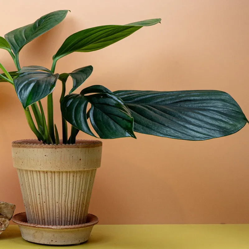 MONSTERA PINNATIPARTITA DARK