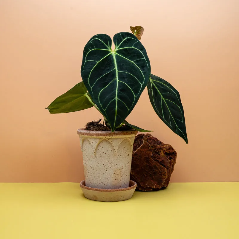 ANTHURIUM REGALE