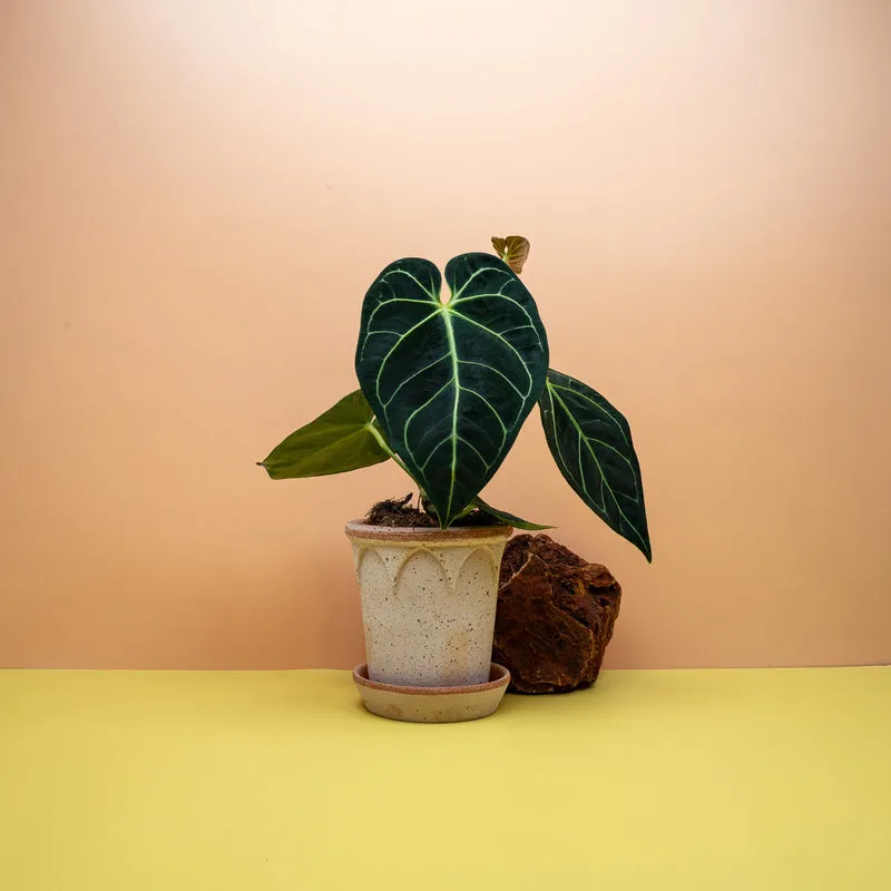 ANTHURIUM REGALE