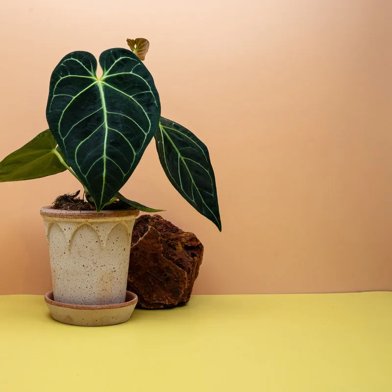 ANTHURIUM REGALE
