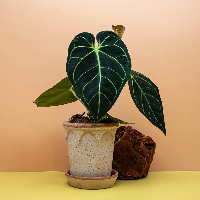ANTHURIUM REGALE