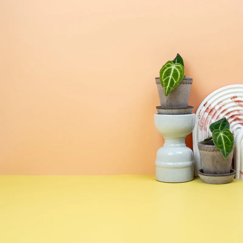 ANTHURIUM REGALE