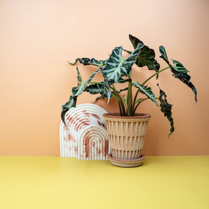 ALOCASIA LOCO