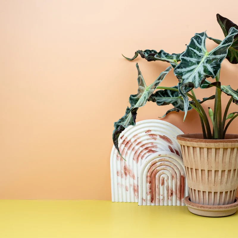 ALOCASIA LOCO