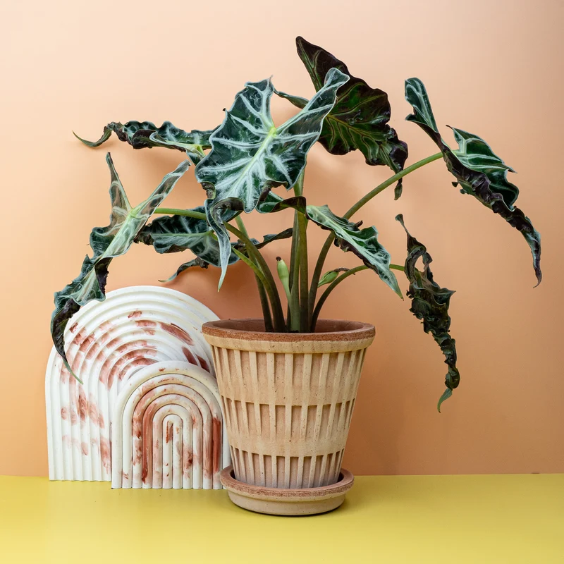 ALOCASIA LOCO