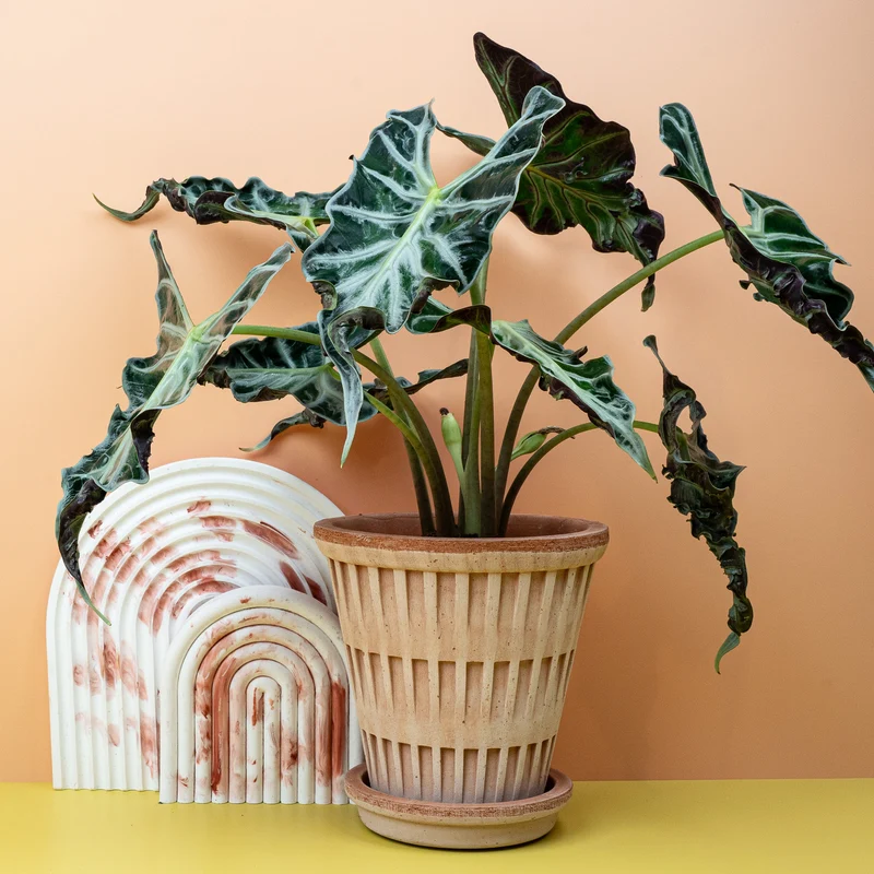 ALOCASIA LOCO