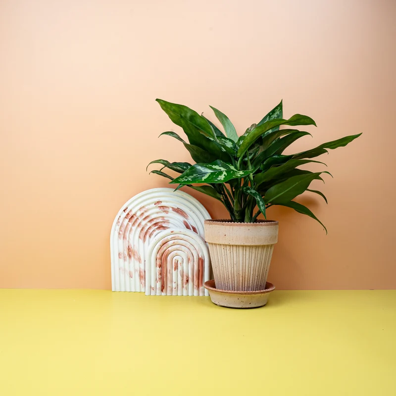 AGLAONEMA MARIA