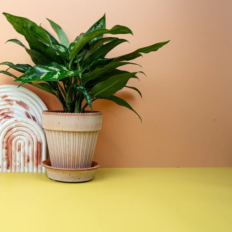 AGLAONEMA MARIA