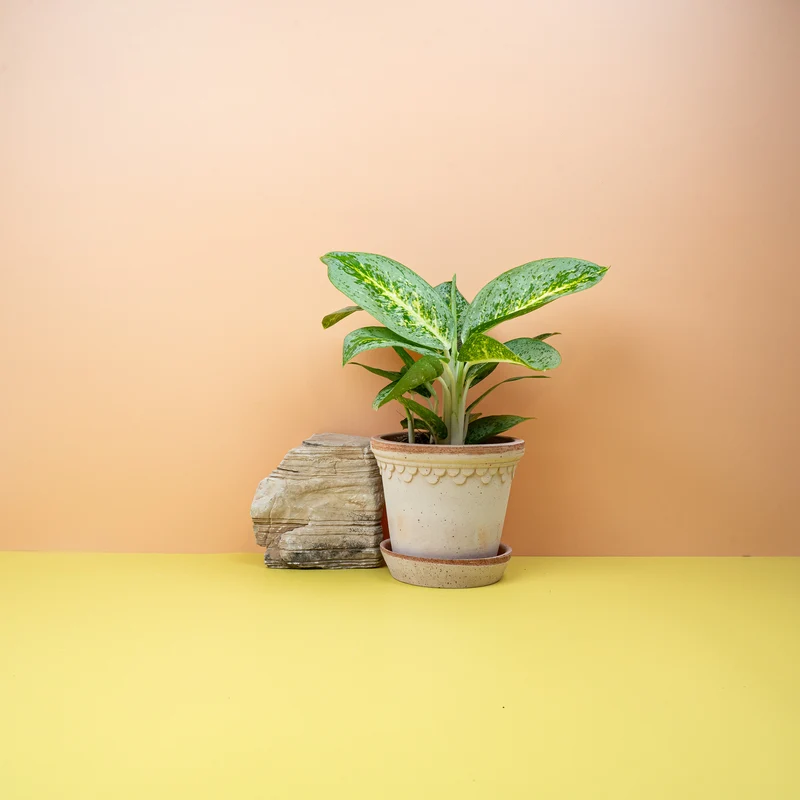 AGLAONEMA LEMON MINT