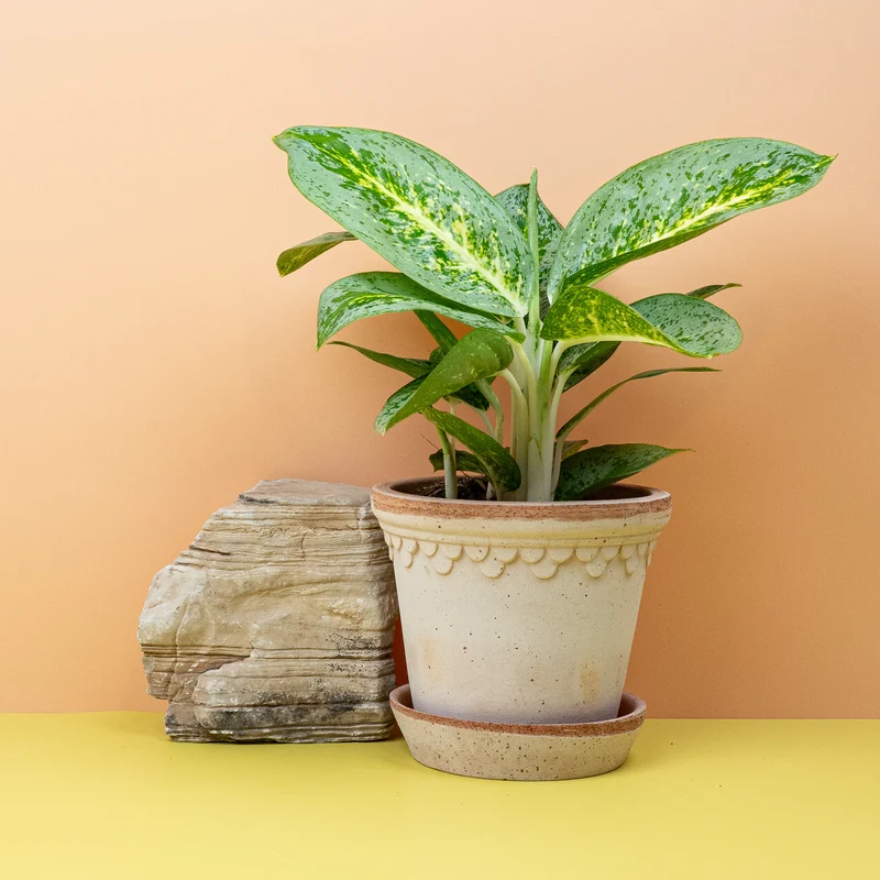 AGLAONEMA LEMON MINT