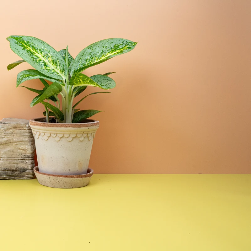 AGLAONEMA LEMON MINT
